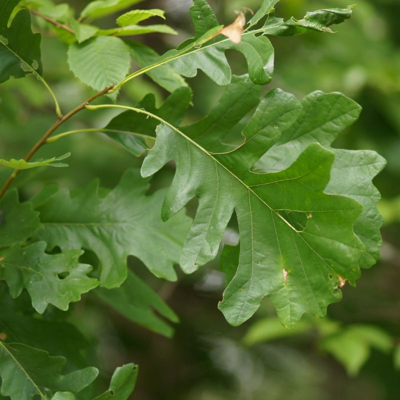 Quercus x bebbiana 