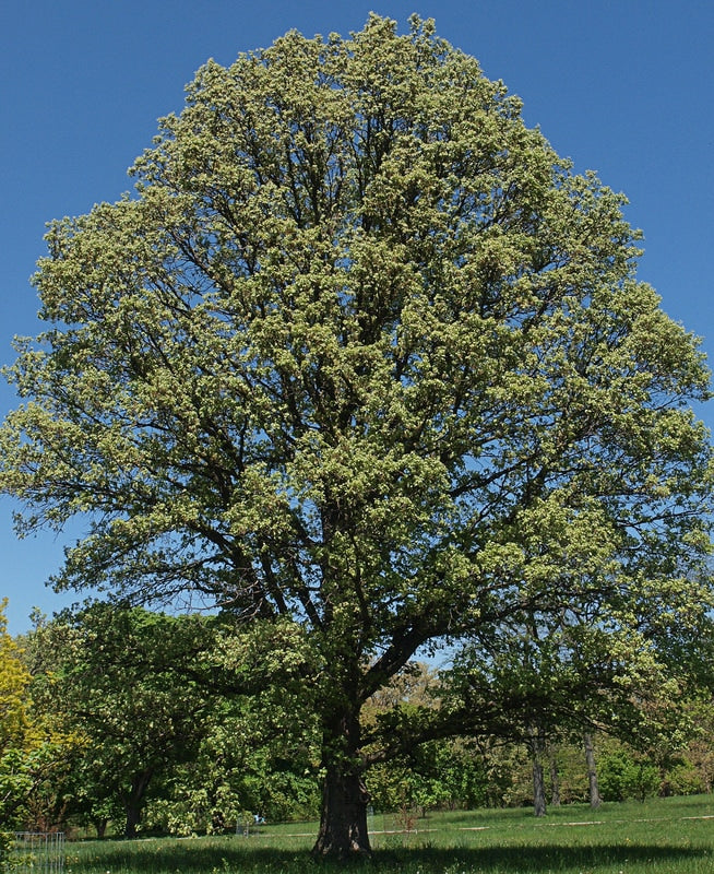 Quercus x jackiana 