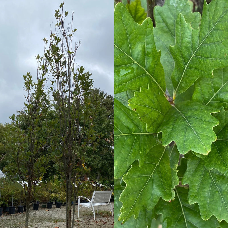 Quercus x Kindred Spirit 1.75"