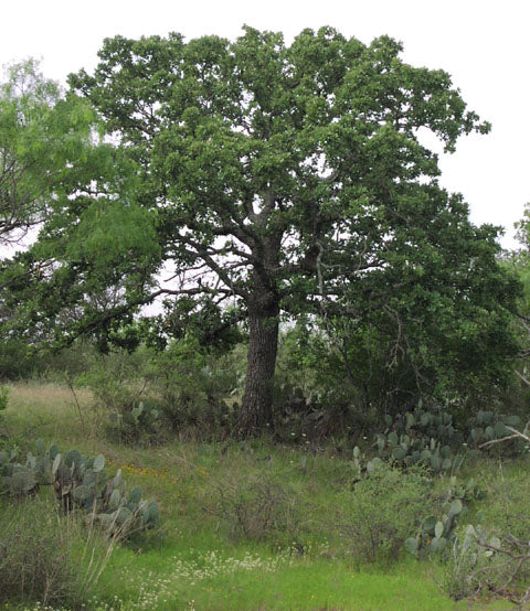 Quercus stellata 