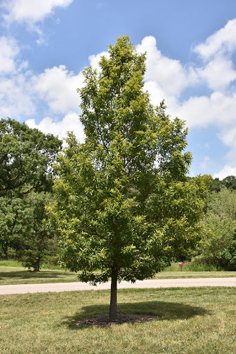 Quercus acutissima 4"