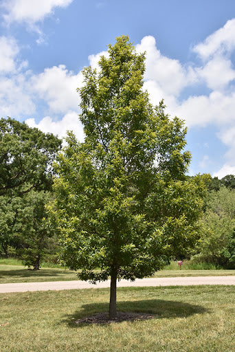 Quercus acutissima 2.5"