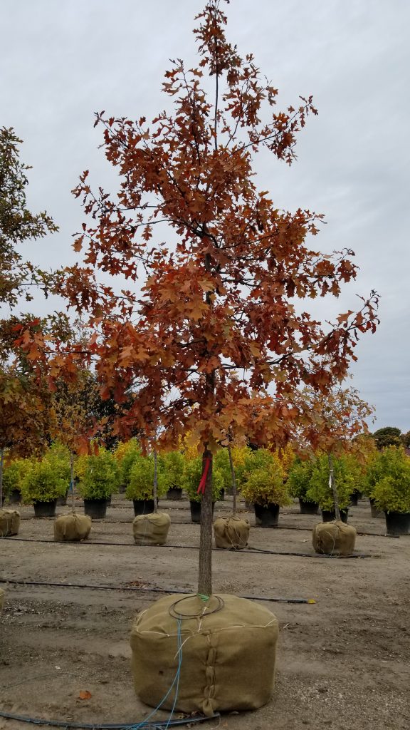 Quercus ellipsoidalis 1.5"