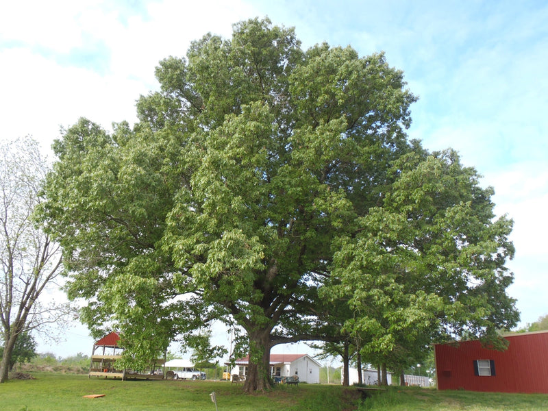 Quercus falcata 