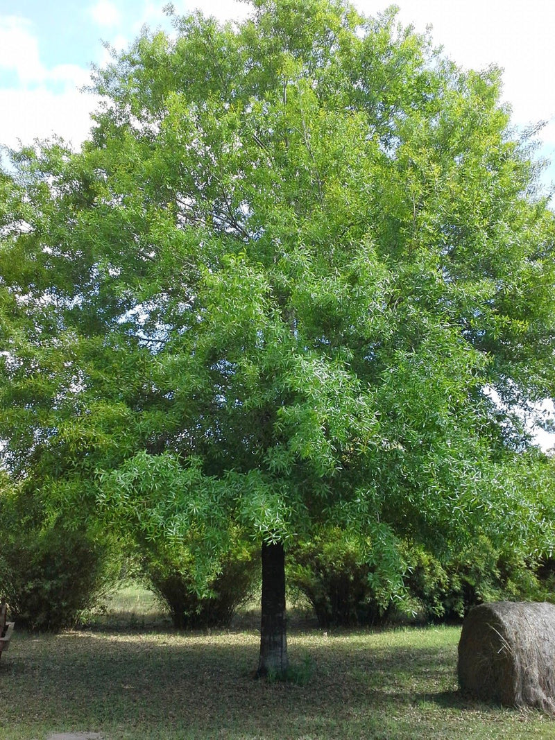 Quercus phellos 