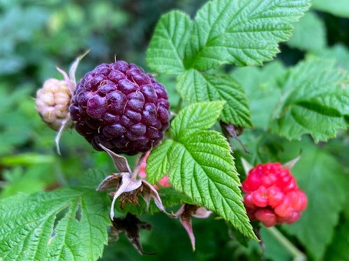 Fruit-Raspberry-Royalty 