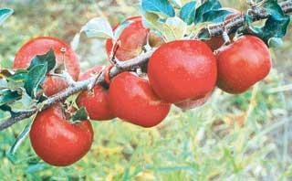 Fruit-Apple-Red Fuji Semi-dwf 