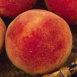 Fruit-Peach-Redhaven Dwarf 
