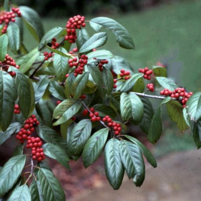 Rhamnus caroliniana 