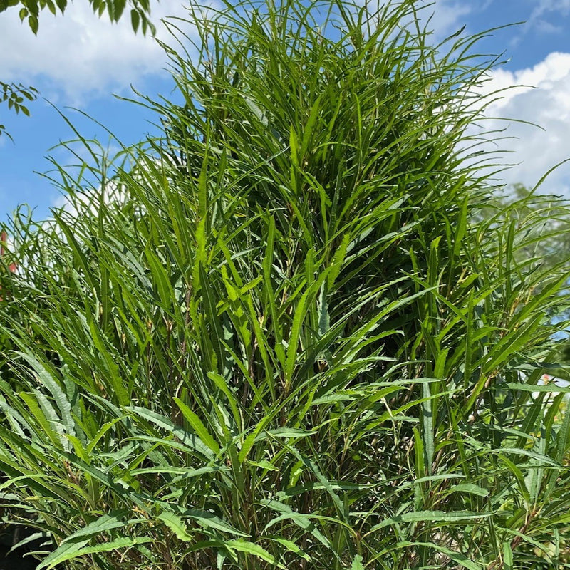 Rhamnus fr Fine Line 