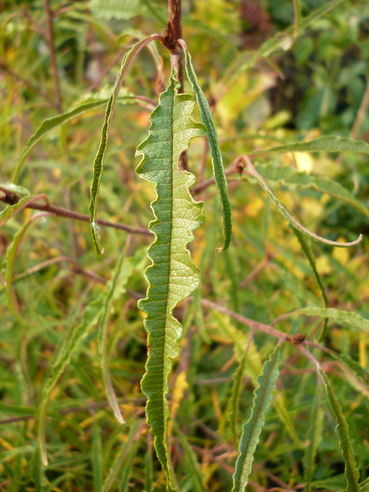 Rhamnus fr Asplenifolia 