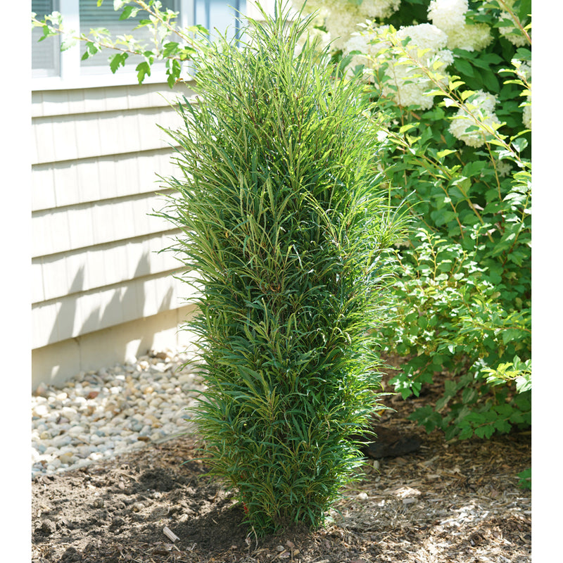 Rhamnus fr Fine Line 5&