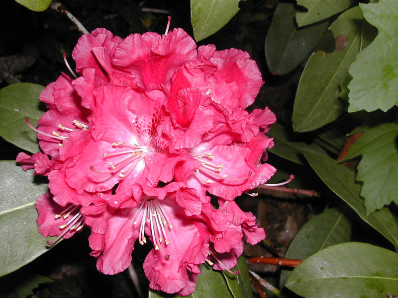 Rhododendron Besse Howells 