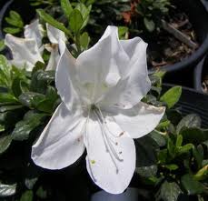 Azalea Bloom-A-Thon White 