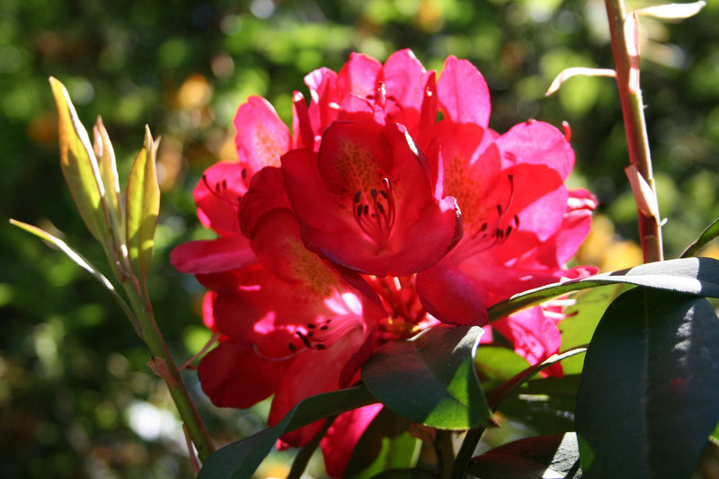 Rhododendron Nova Zembla 