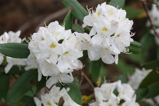 Rhododendron chionoides 