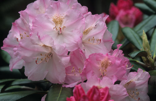 Rhododendron yak Ken Janeck 