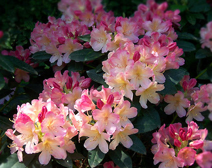 Rhododendron Percy Wiseman 