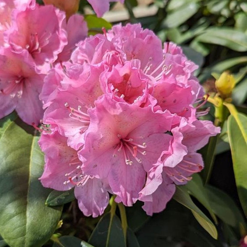 Rhododendron Holden&