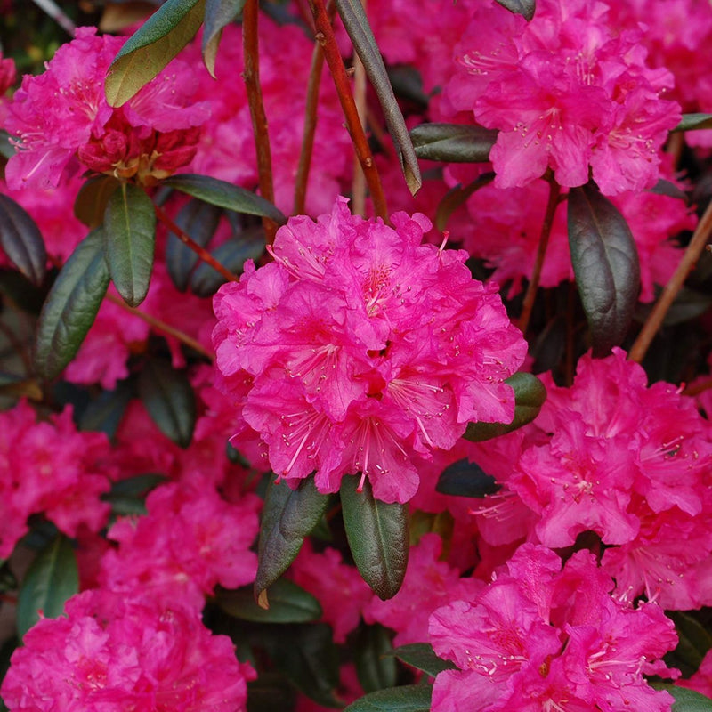 Rhododendron Landmark 