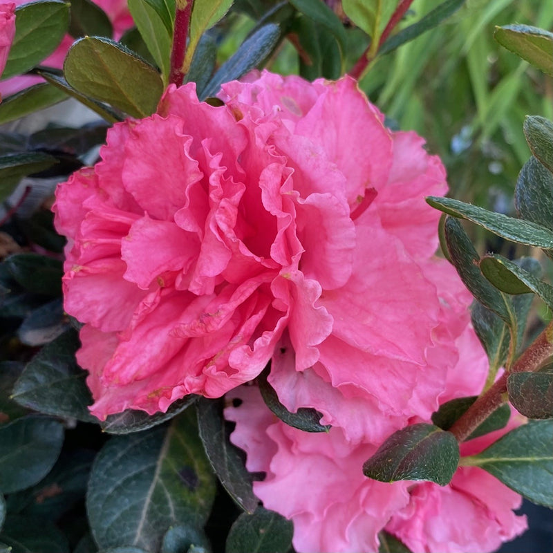 Azalea Bloom-A-Thon Pink Double 