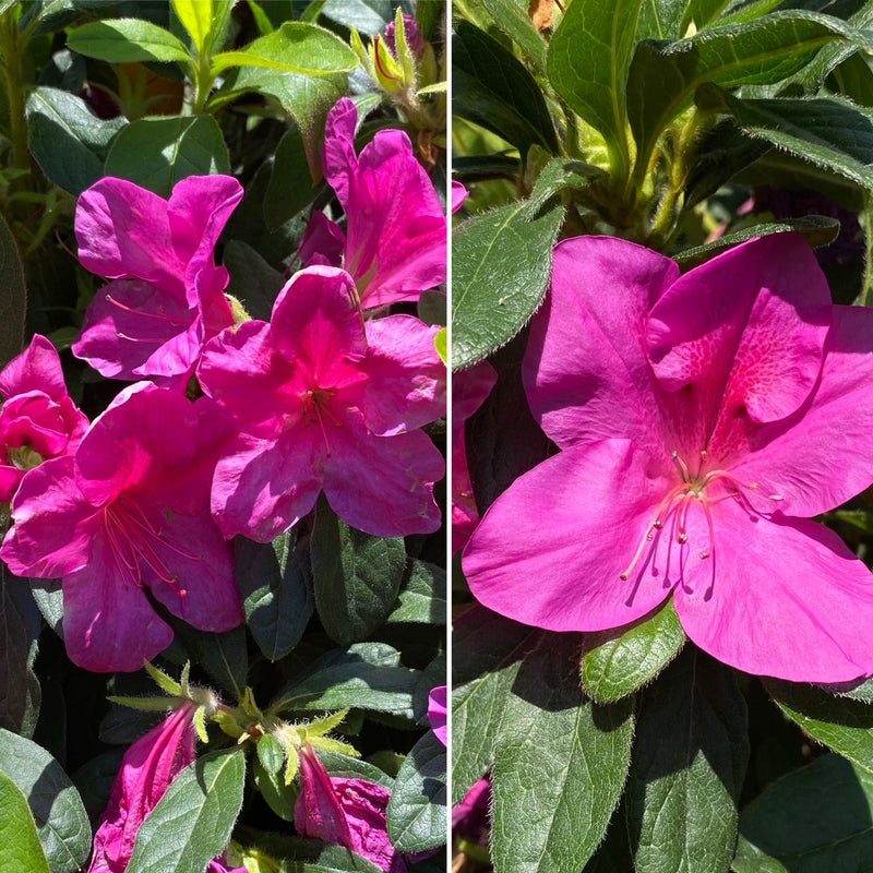 Azalea Bloom-A-Thon Lavender 