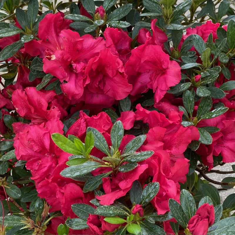 Azalea Bloom-A-Thon Red 