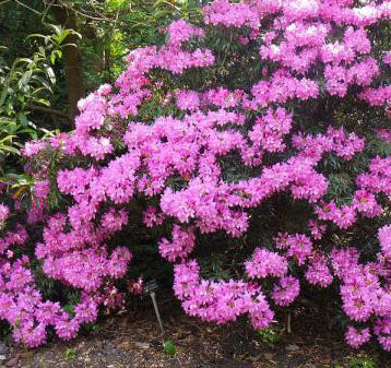 Rhododendron English Roseum 