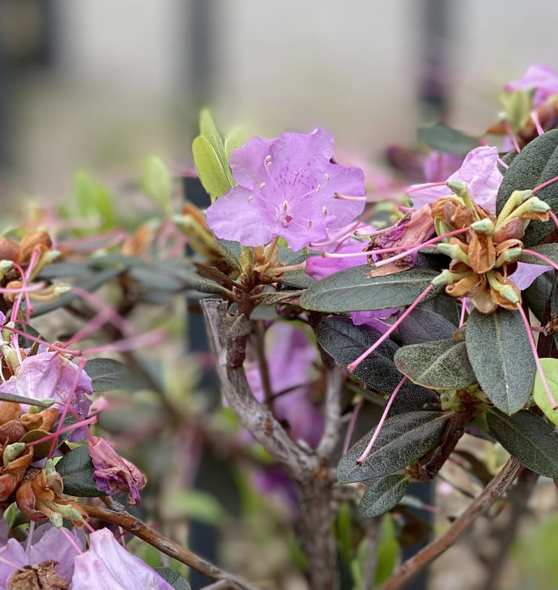 Rhododendron P.J.M. 