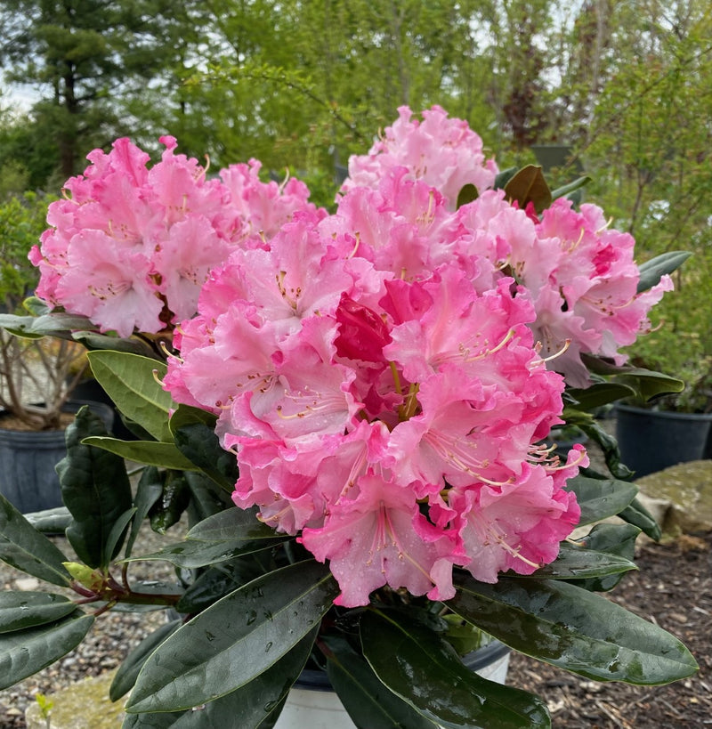 Rhododendron x Dandy Man Color Wheel 