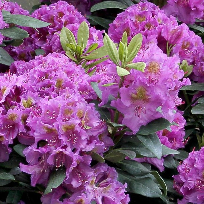 Rhododendron x Dandy Man Purple 