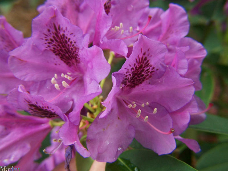 Rhododendron Tapestry 