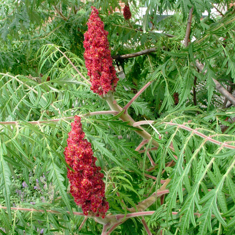 Rhus typ laciniata 