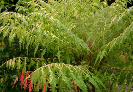 Rhus typ Tiger Eyes 