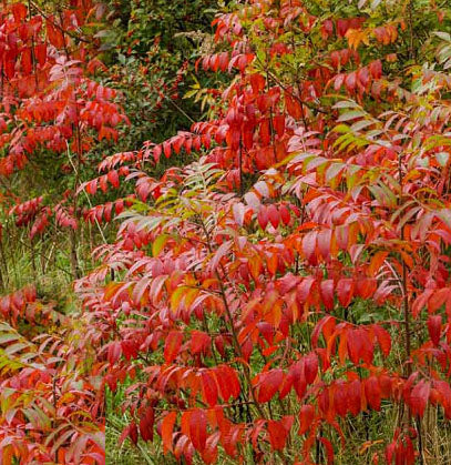 Rhus copallinum 