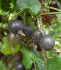 Fruit-Currant-Jostaberry 