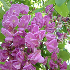 Robinia p Purple Robe 