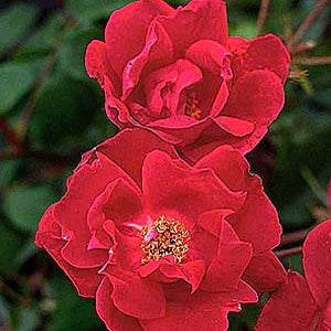 Rosa Sh Knock Out Red 