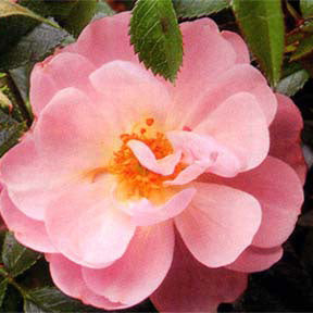 Rosa Sh Knock Out Pink 