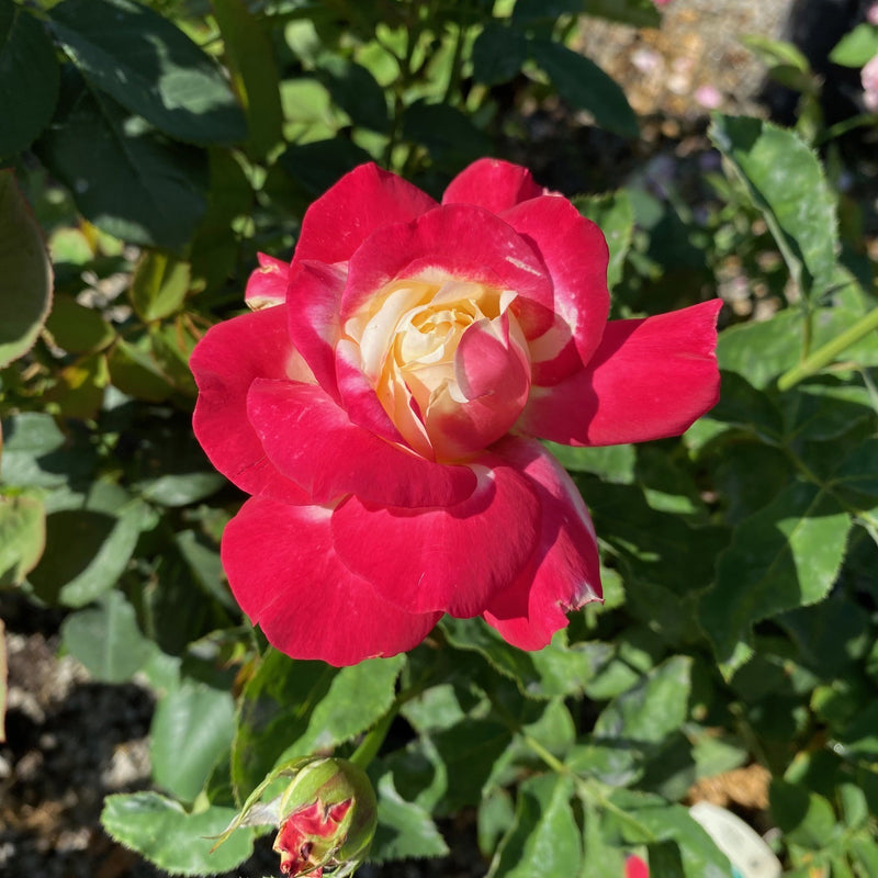 Rosa Ht Double Delight 