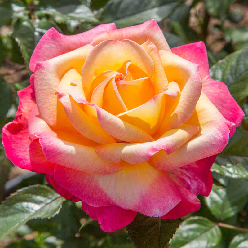 Rosa Ht Enchanted Peace 