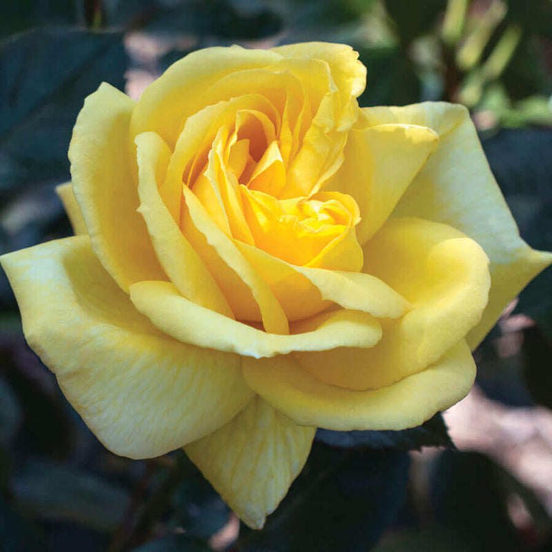 Rosa Ht Eternal Flame 