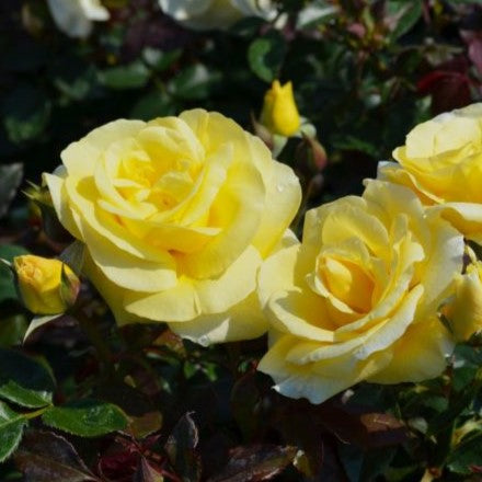 Rosa EE High Voltage 