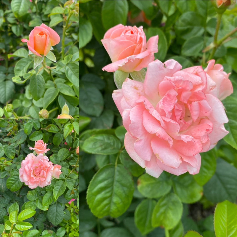 Rosa Sh Knockout Orange Glow 