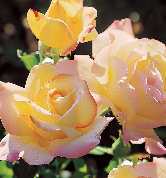 Rosa Ht Peace 