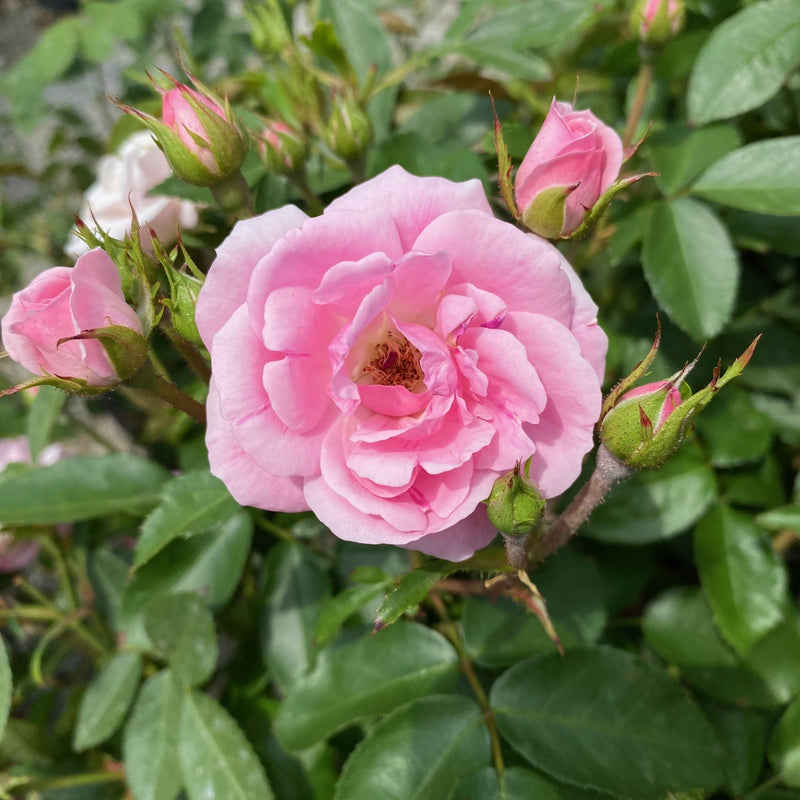 Rosa EE Pinktopia 