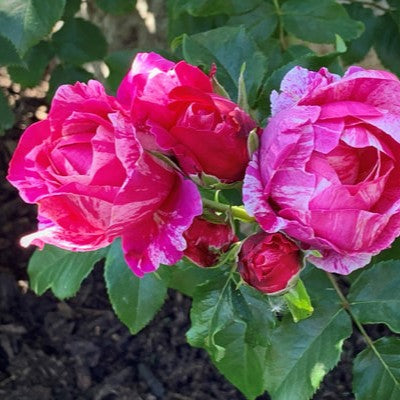 Rosa Cl Raspberry Cream Twirl 