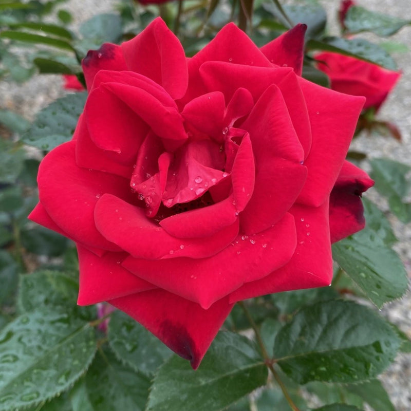 Rosa Gr Ruby Red 