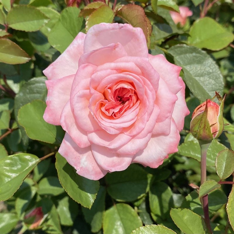 Rosa Ht Sunbelt Savannah 