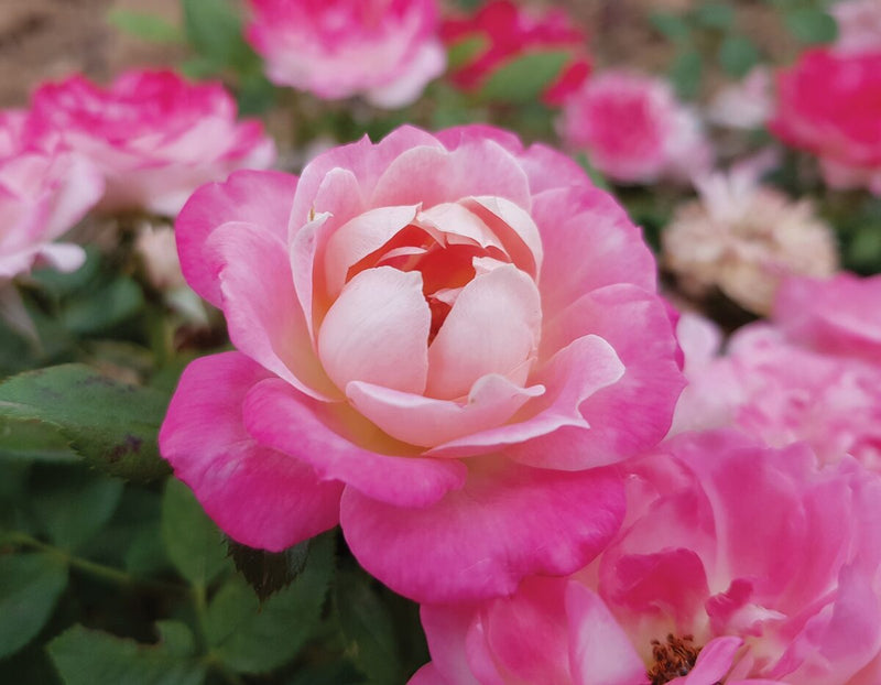 Rosa Mn Sunblaze Pink 